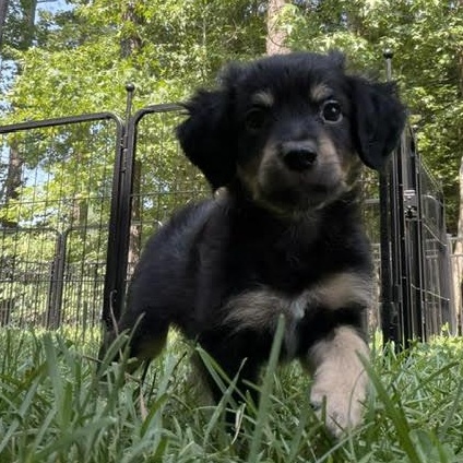 Enlarge Roy, a ADOPTABLE mixed breed in Midlothian, VA image 5/6