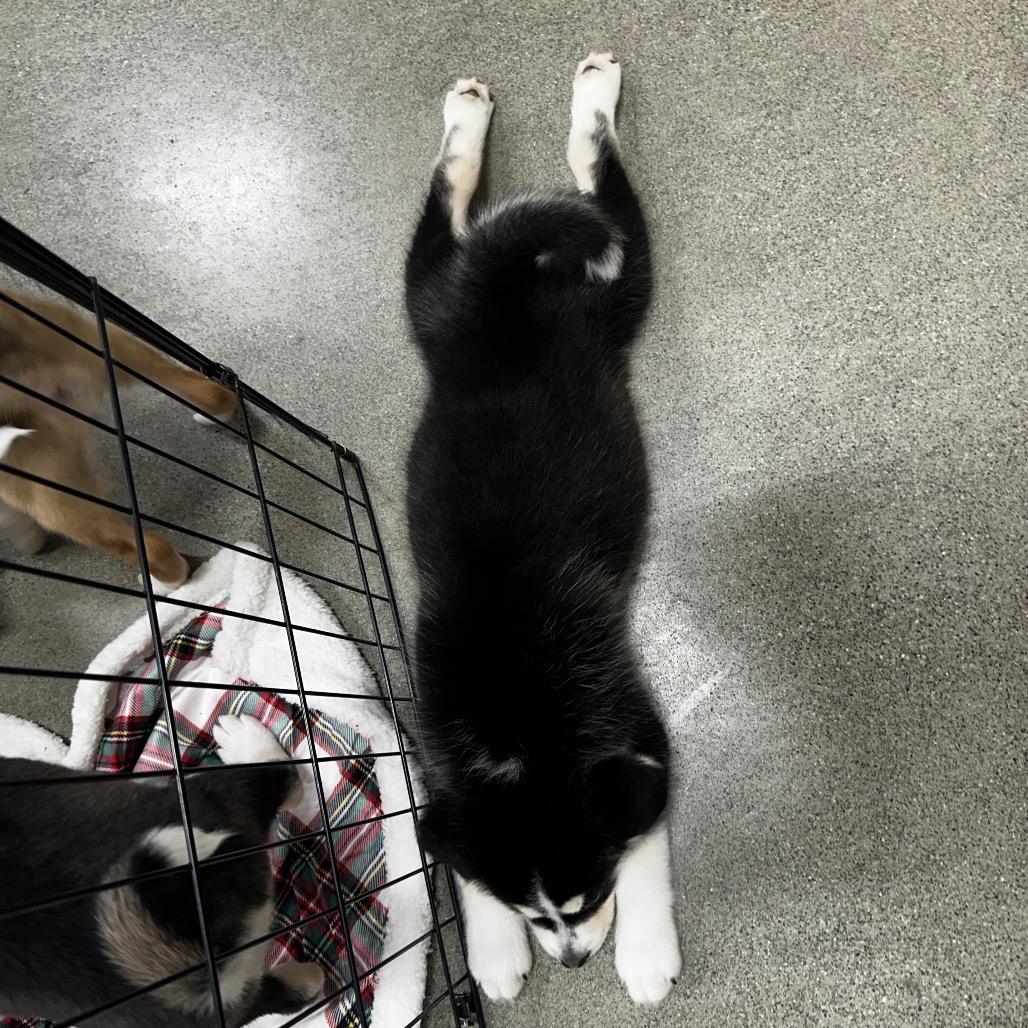 Enlarge Jones Puppy 2, a Adoptable mixed breed in Bellingham, WA image 1/6