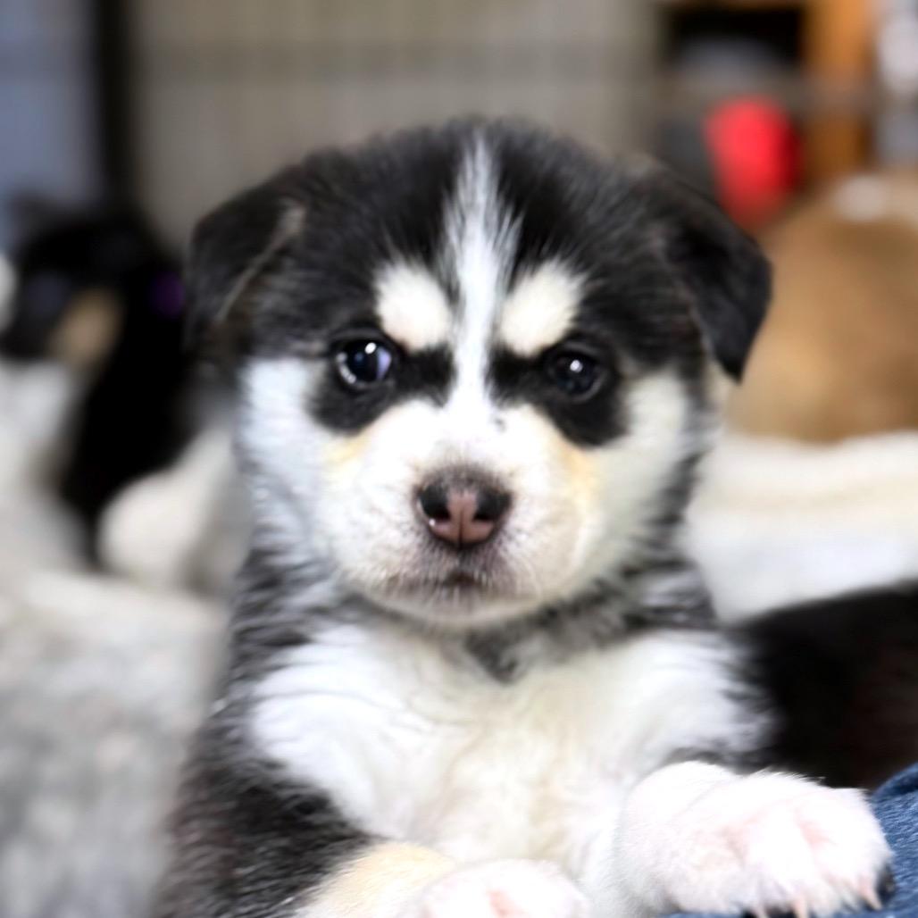 Enlarge Jones Puppy 2, a Adoptable mixed breed in Bellingham, WA image 2/6