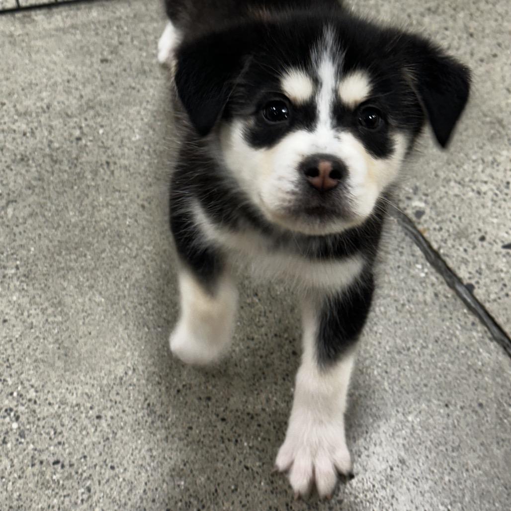 Enlarge Jones Puppy 2, a Adoptable mixed breed in Bellingham, WA image 3/6