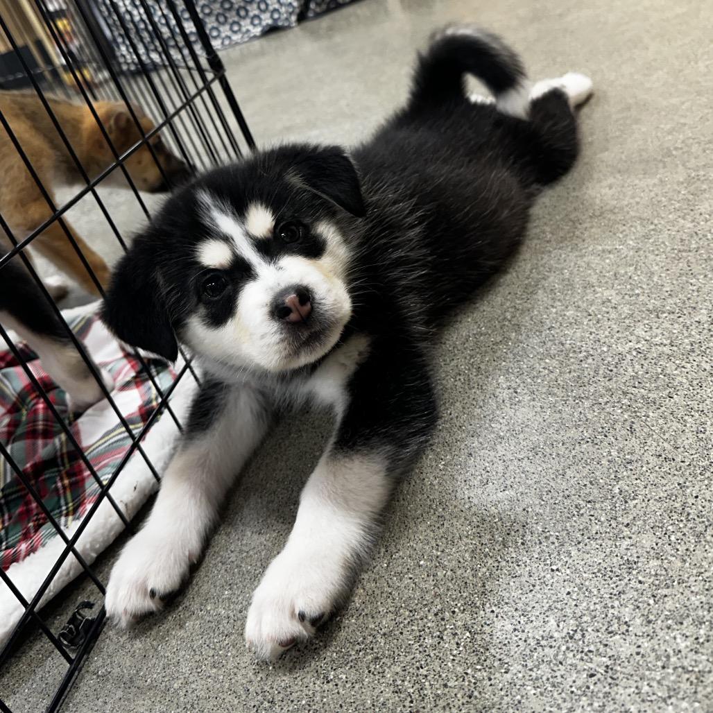 Enlarge Jones Puppy 2, a Adoptable mixed breed in Bellingham, WA image 4/6