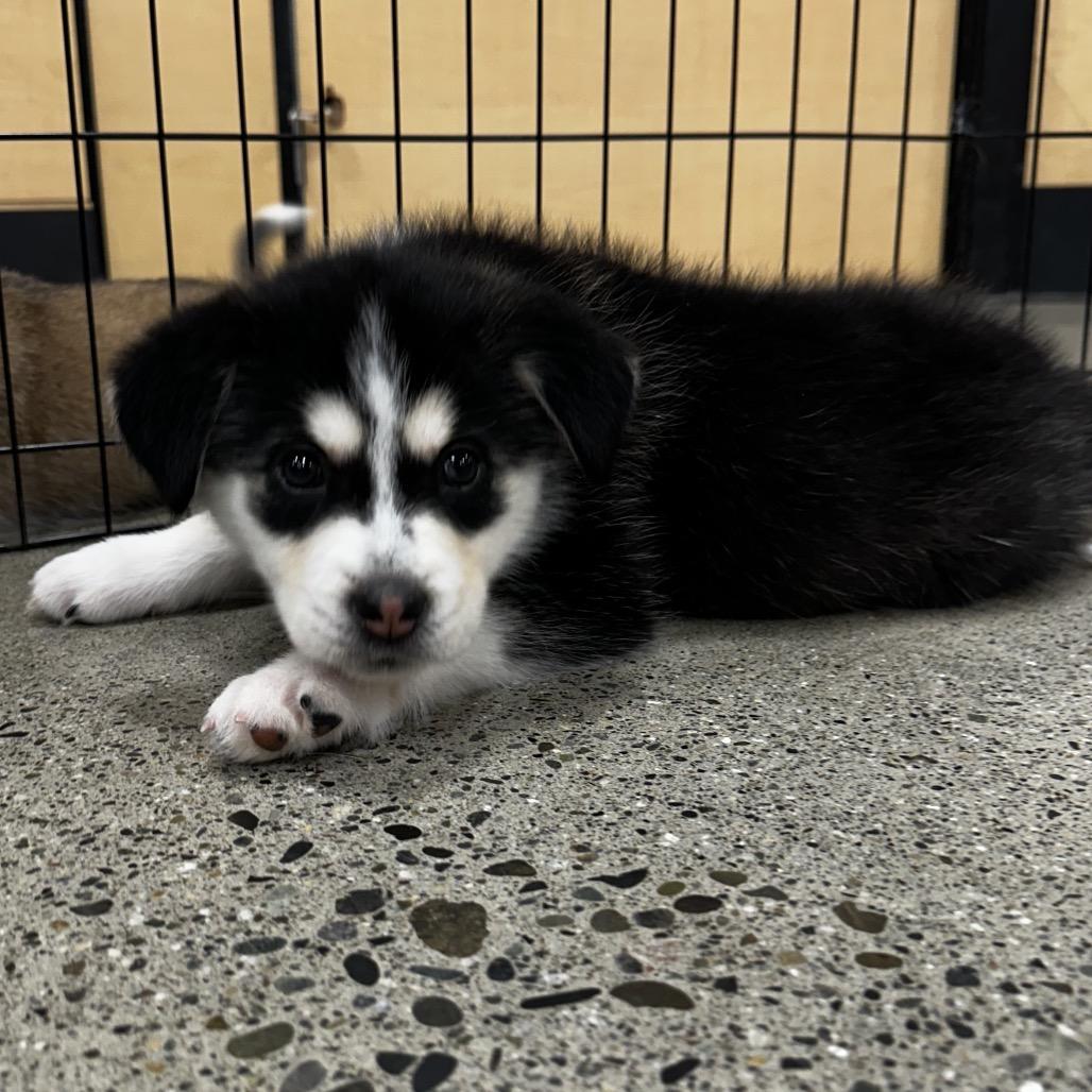 Enlarge Jones Puppy 2, a Adoptable mixed breed in Bellingham, WA image 5/6