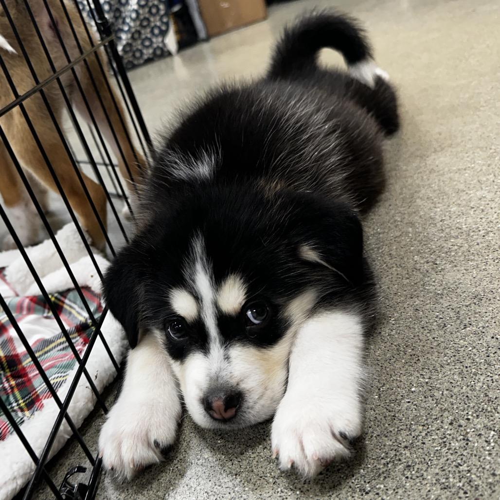 Enlarge Jones Puppy 2, a Adoptable mixed breed in Bellingham, WA image 6/6