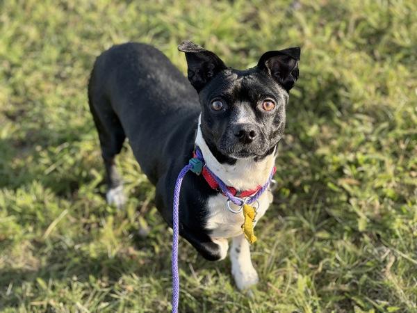 Weird Al, Adoptable, Adult Male Chihuahua & Terrier.