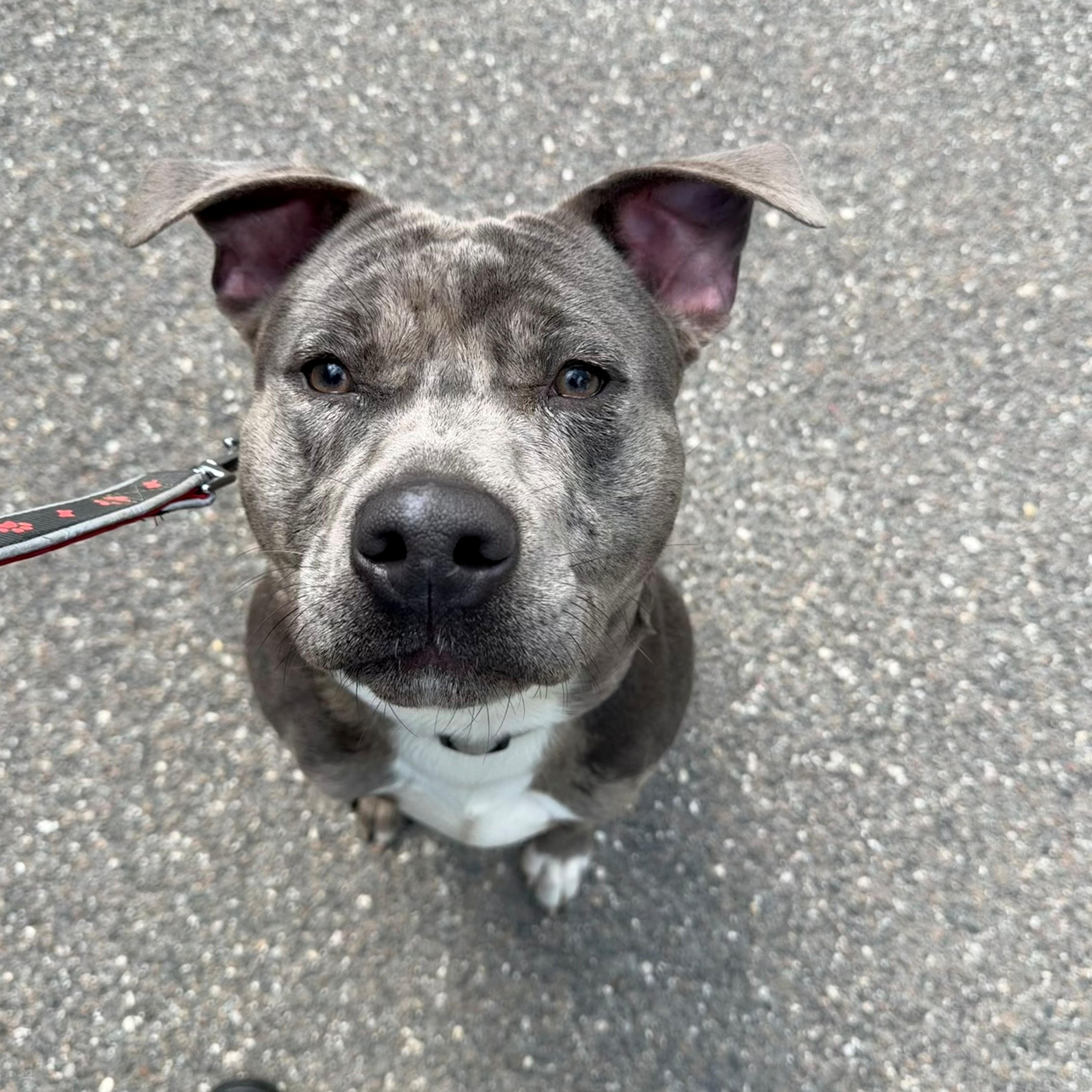 Blue , ADOPTABLE, Young Male Pit Bull Terrier.