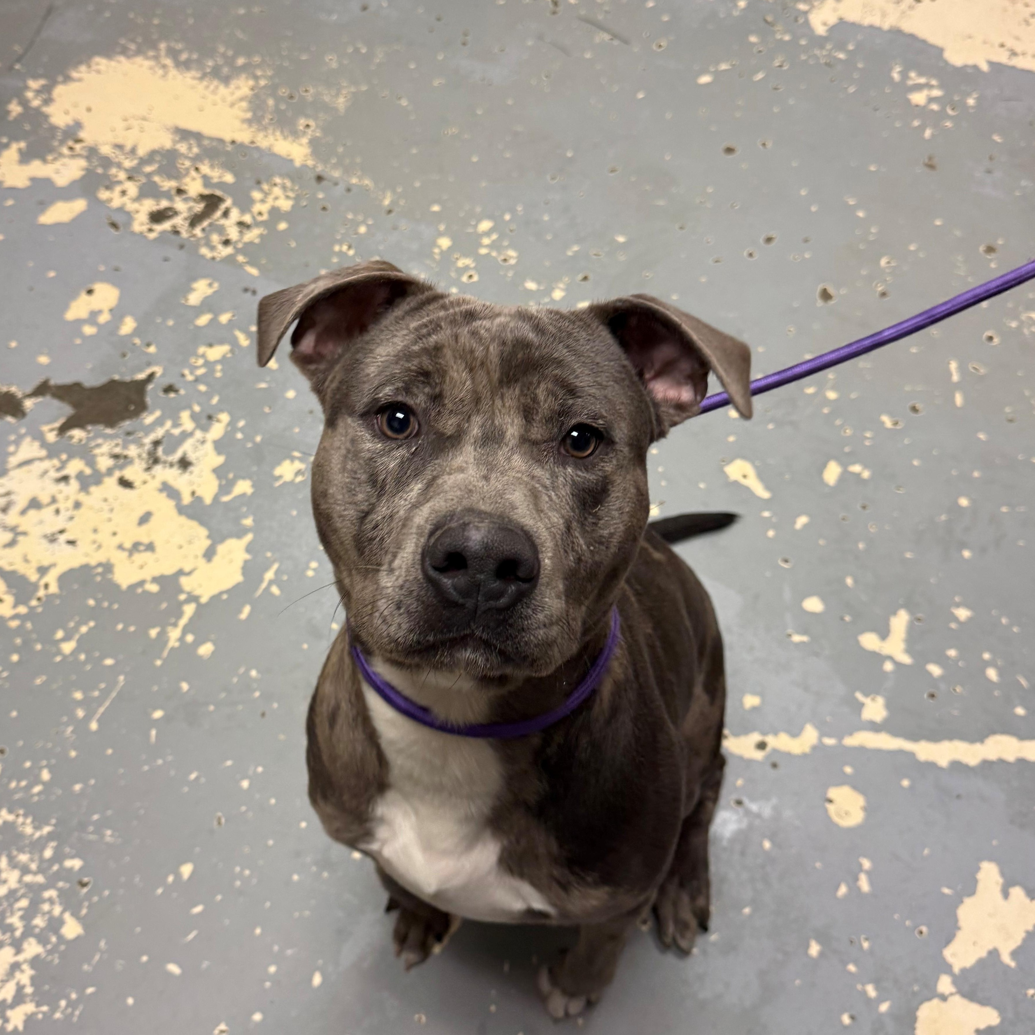 Enlarge Blue , a ADOPTABLE mixed breed in East Northport, NY image 2/2