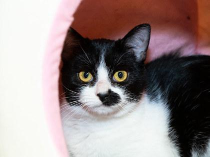 Enlarge Lia, a Adoptable mixed breed in Longmont, CO image 1/2