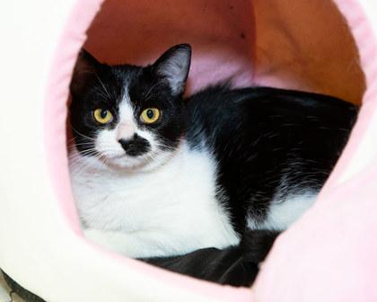 Enlarge Lia, a Adoptable mixed breed in Longmont, CO image 2/2