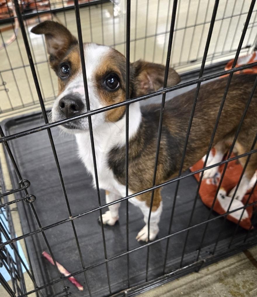 Dutton, Adoptable, Adult Male Chihuahua.