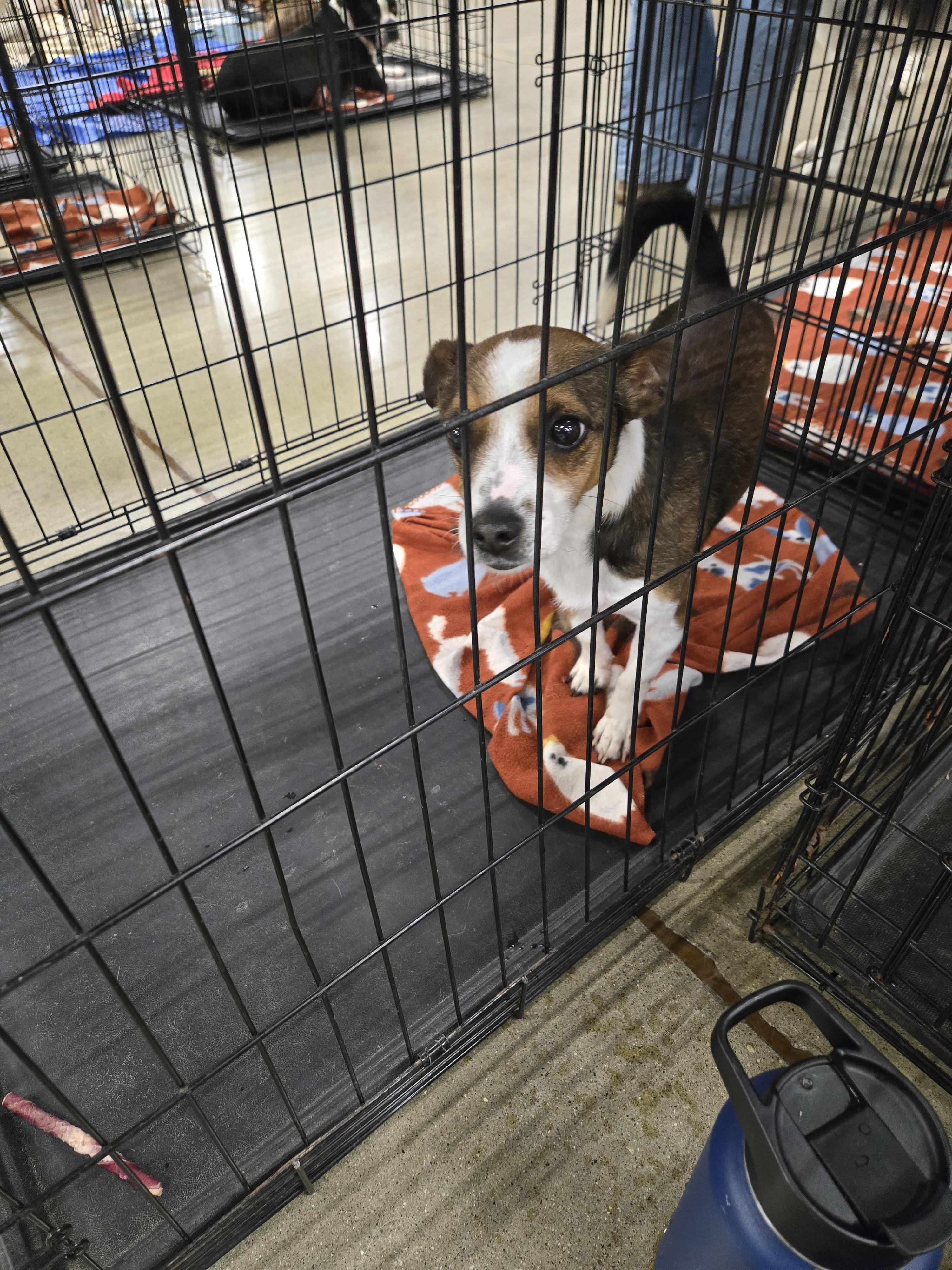 Enlarge Dutton, a Adoptable mixed breed in Ross, OH image 2/2
