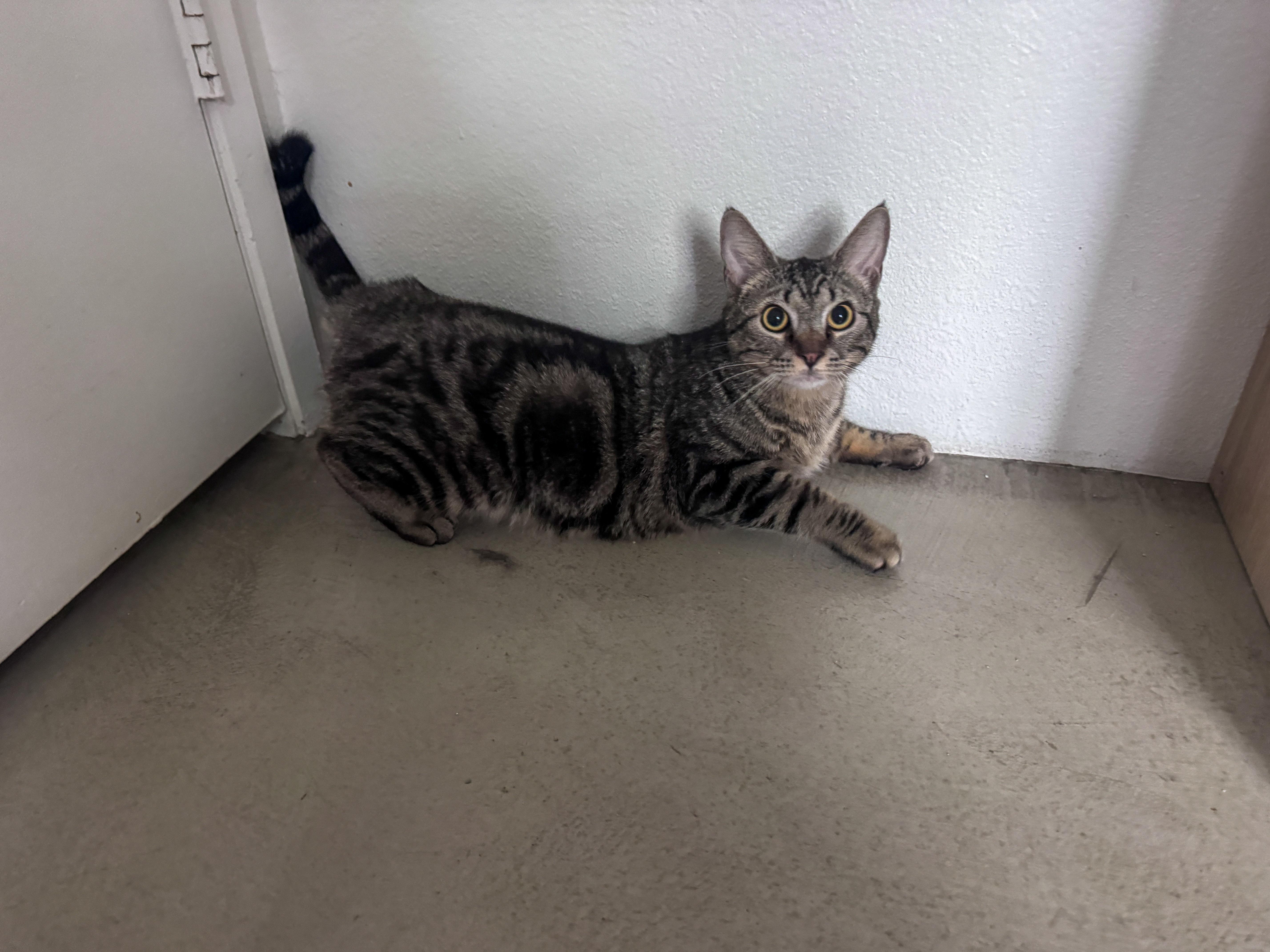 Enlarge JD, an adopted Tabby in Tustin, CA image 5/5