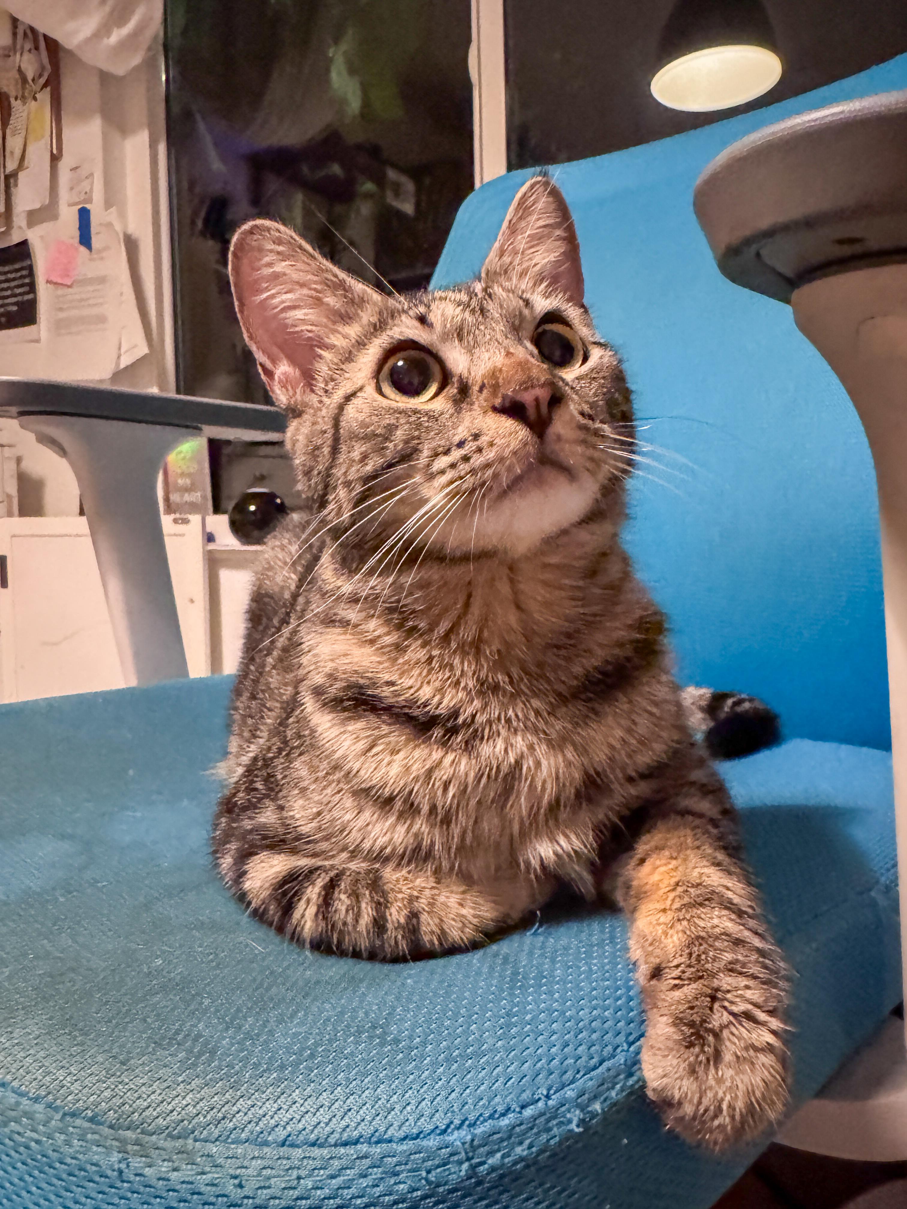 Enlarge JD, an adopted Tabby in Tustin, CA image 2/5