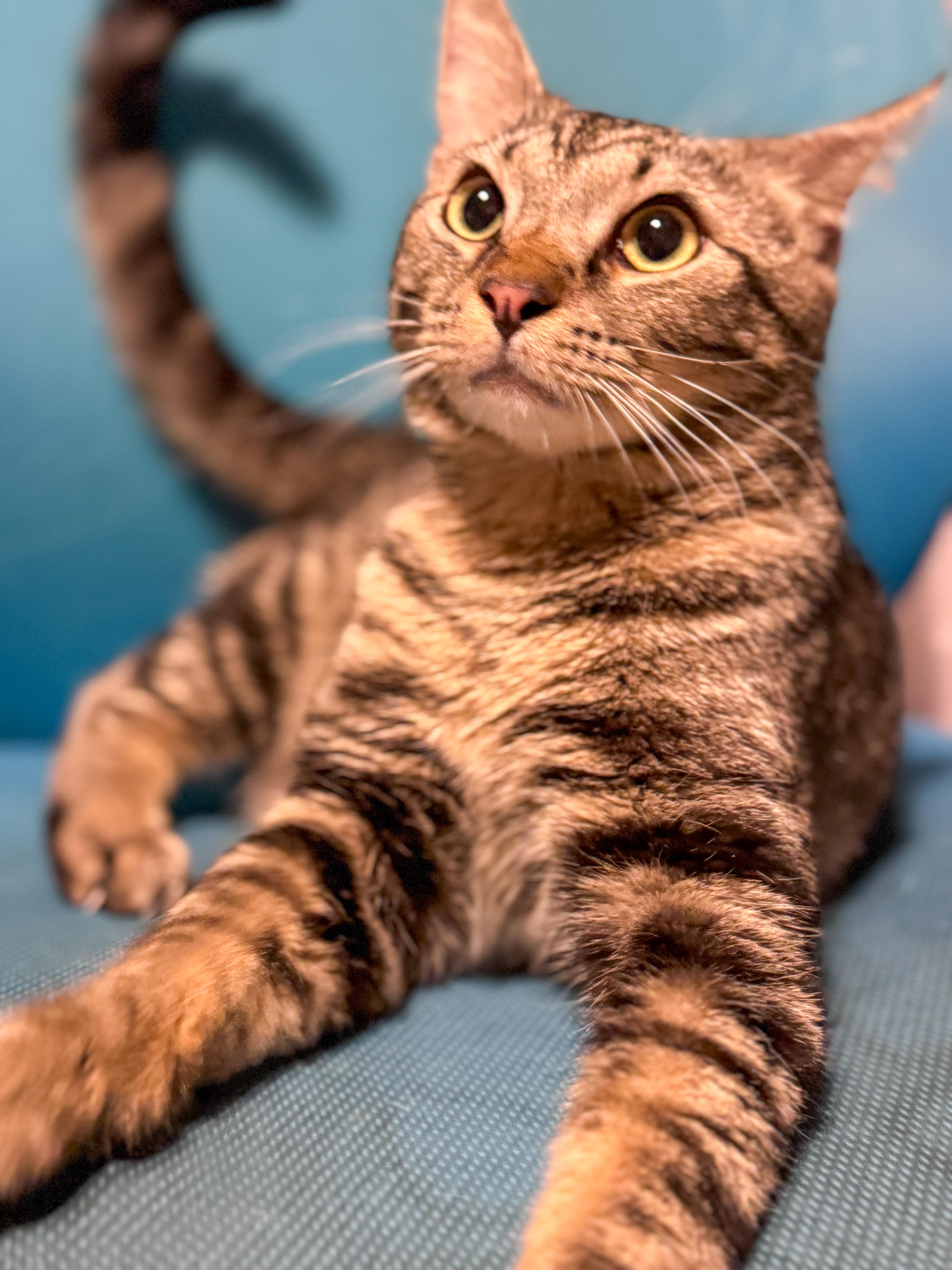 JD, adopted, Young Male Tabby.