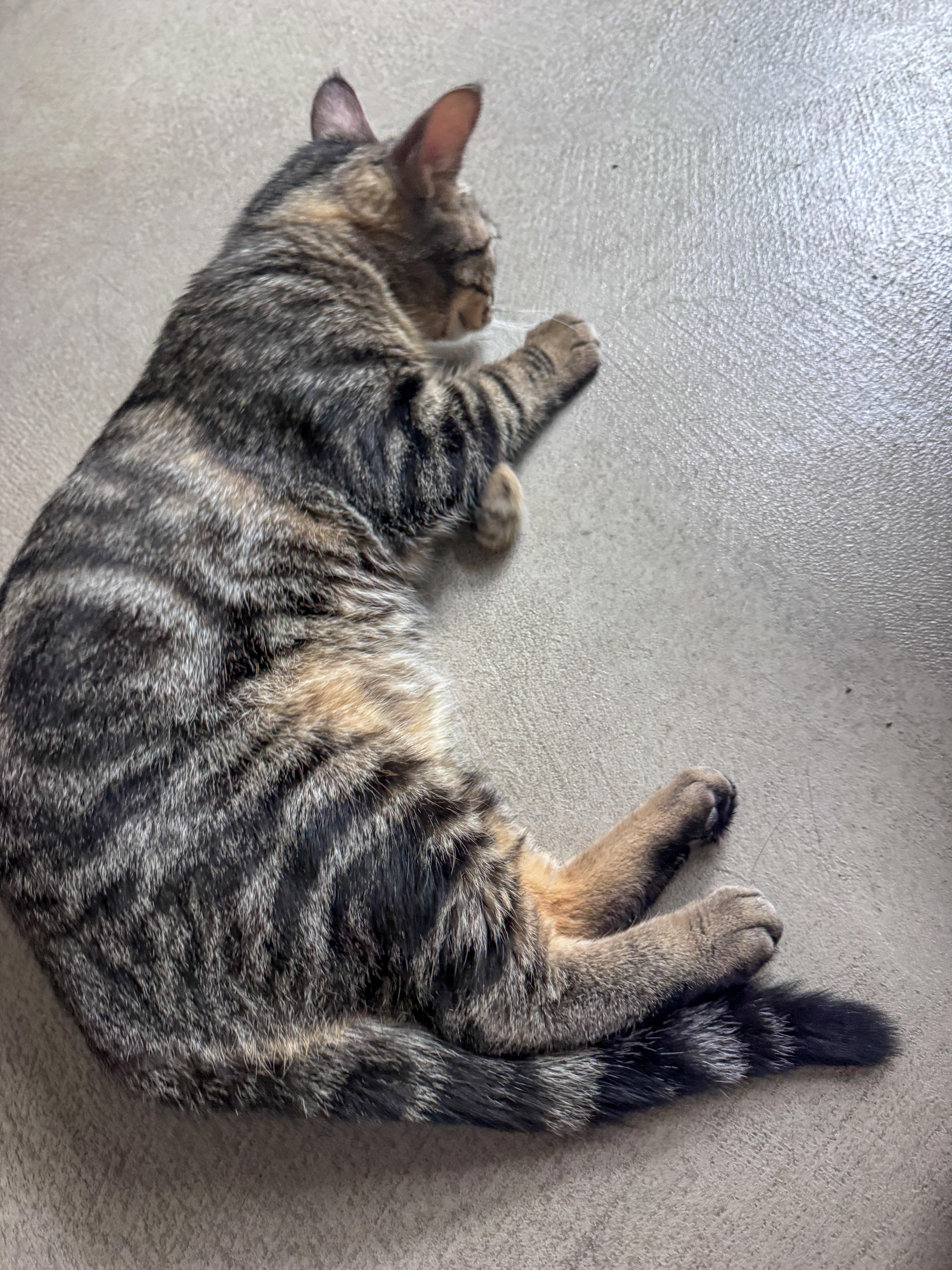 Enlarge JD, an adopted Tabby in Tustin, CA image 3/5