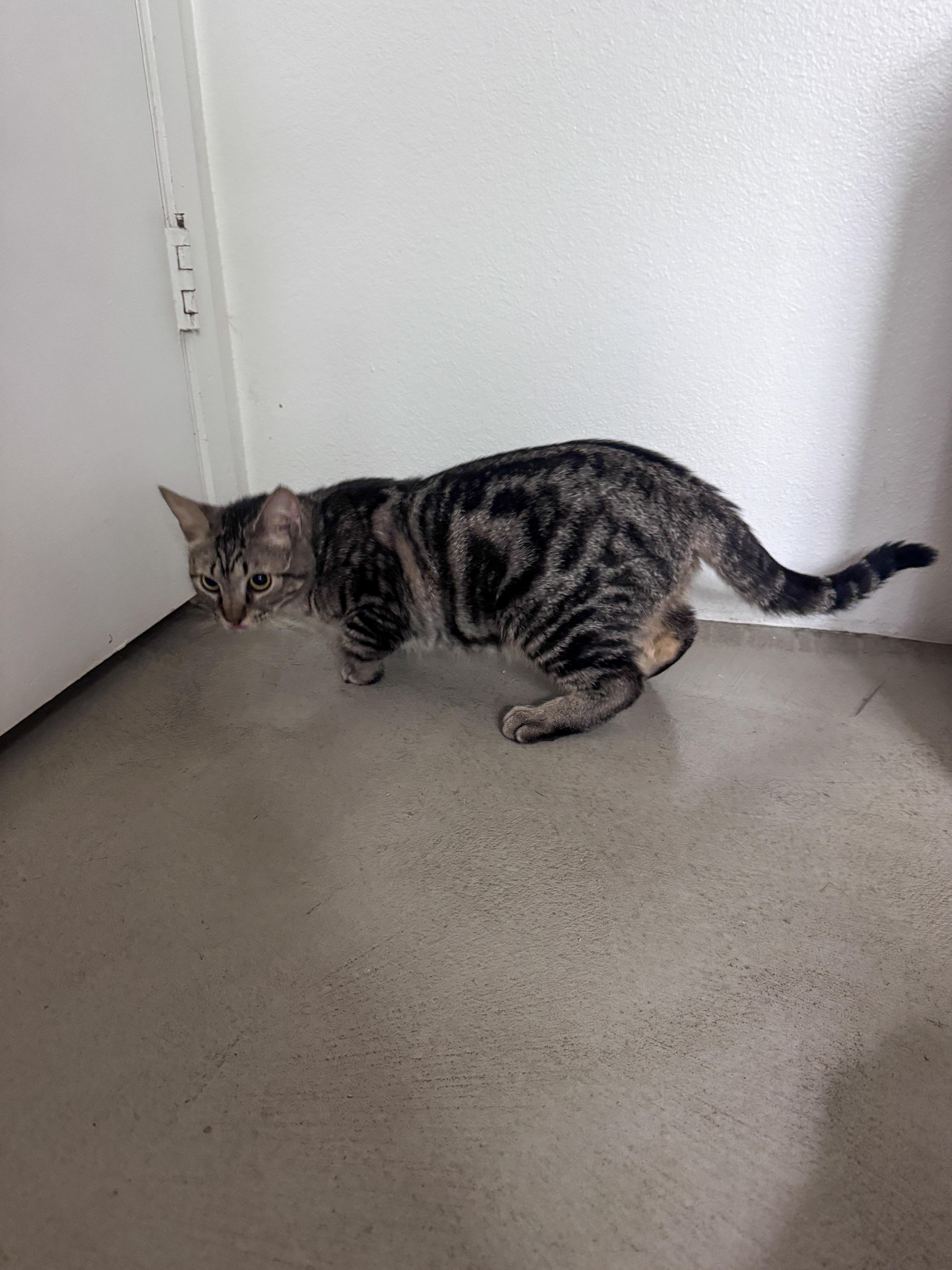 Enlarge JD, an adopted Tabby in Tustin, CA image 4/5