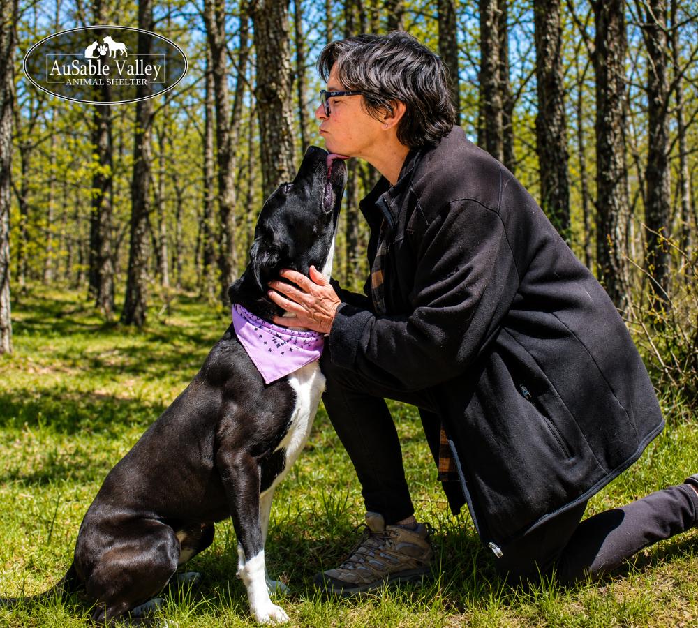Ivy, a ADOPTABLE mixed breed in Grayling, MI image 6/6