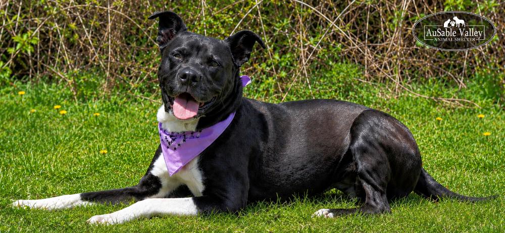 Ivy, a ADOPTABLE mixed breed in Grayling, MI image 4/6