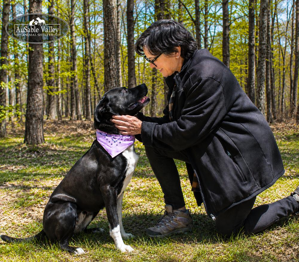 Ivy, a ADOPTABLE mixed breed in Grayling, MI image 5/6