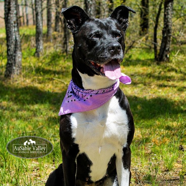 Ivy, a ADOPTABLE mixed breed in Grayling, MI image 1/6