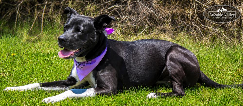 Ivy, a ADOPTABLE mixed breed in Grayling, MI image 3/6