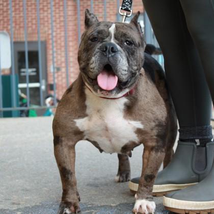 Enlarge Nelly, a Adoptable mixed breed in Richmond, VA image 1/3