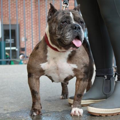 Enlarge Nelly, a Adoptable mixed breed in Richmond, VA image 2/3