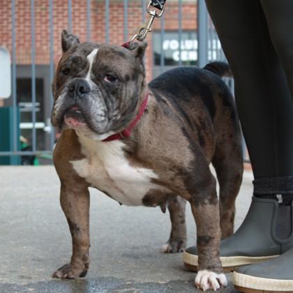 Enlarge Nelly, a Adoptable mixed breed in Richmond, VA image 3/3