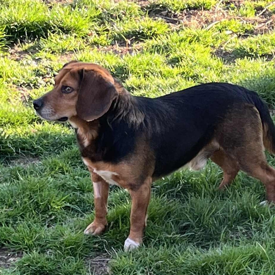 Brownie, ADOPTABLE, Young Male Beagle.