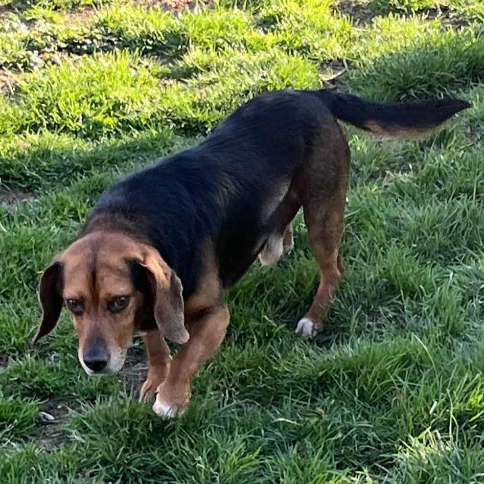 Brownie, a ADOPTABLE Beagle in Stoughton, MA image 2/2