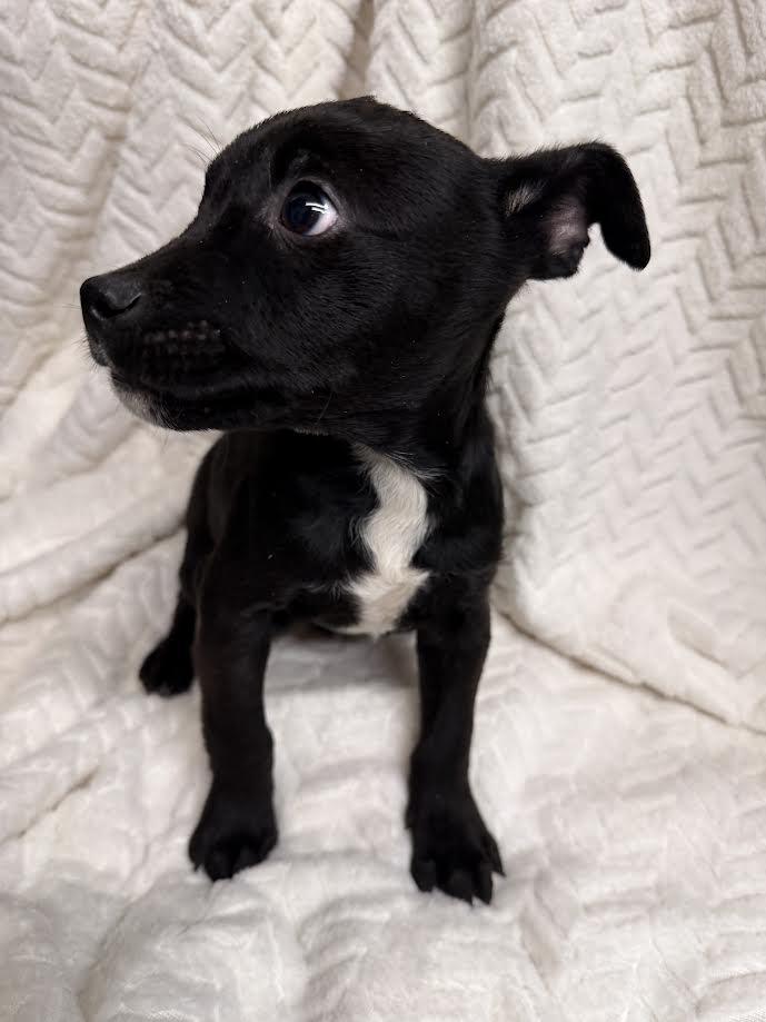 Enlarge Pablo, a ADOPTABLE mixed breed in Oakdale, CA image 1/1