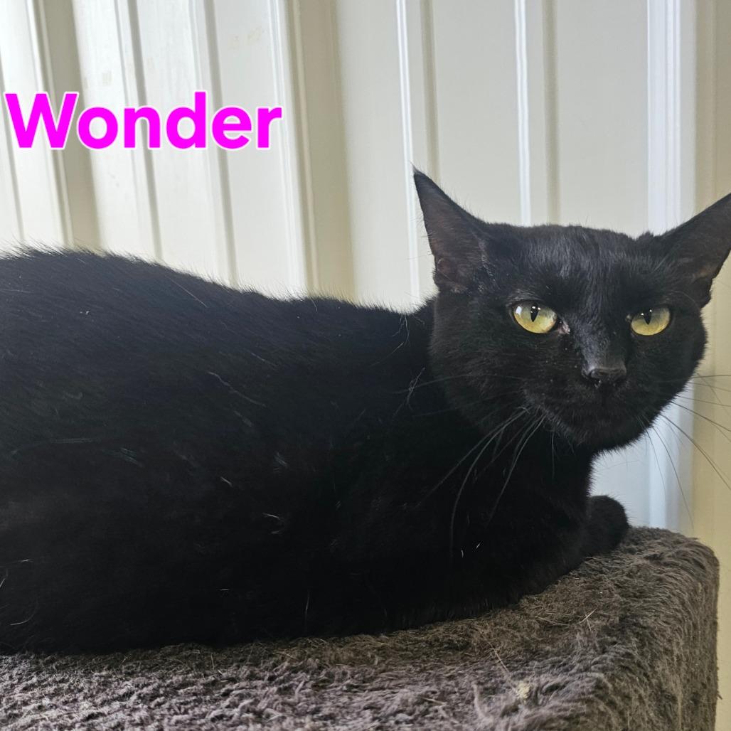 Wonder, Adoptable, Adult Female Domestic Short Hair.