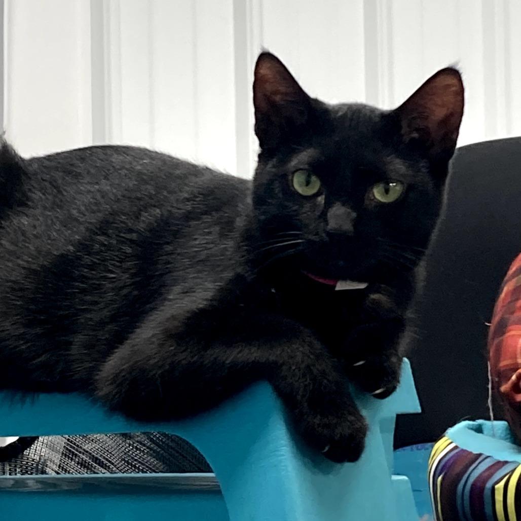 Enlarge Wonder, a Adoptable Domestic Short Hair in Corydon, IN image 1/1
