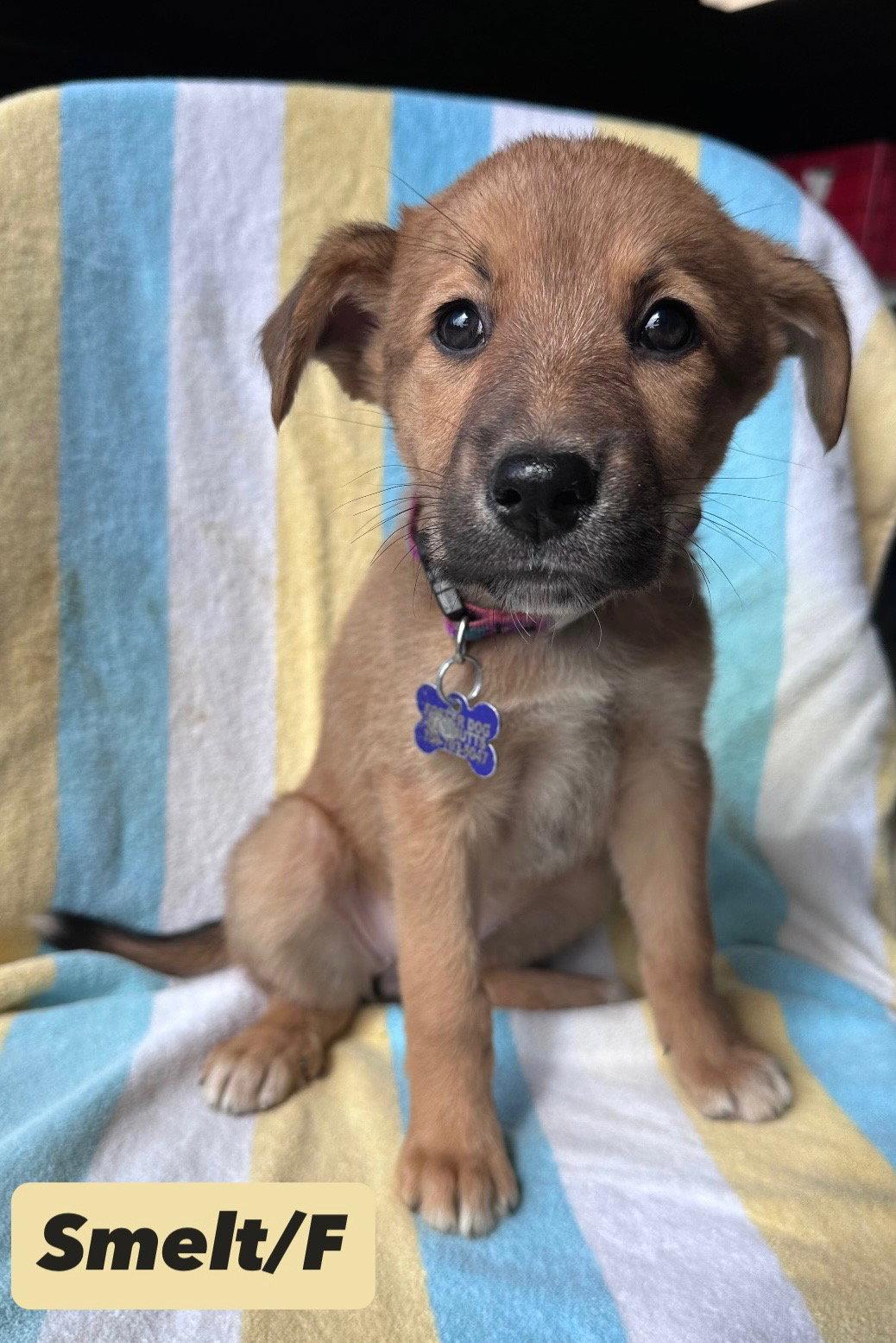 Enlarge Smelt, a Adoptable mixed breed in Hillside, IL image 1/2