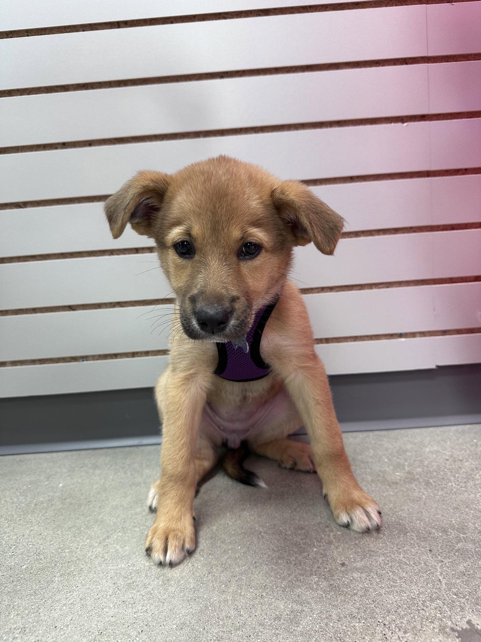 Enlarge Smelt, a Adoptable mixed breed in Hillside, IL image 2/2