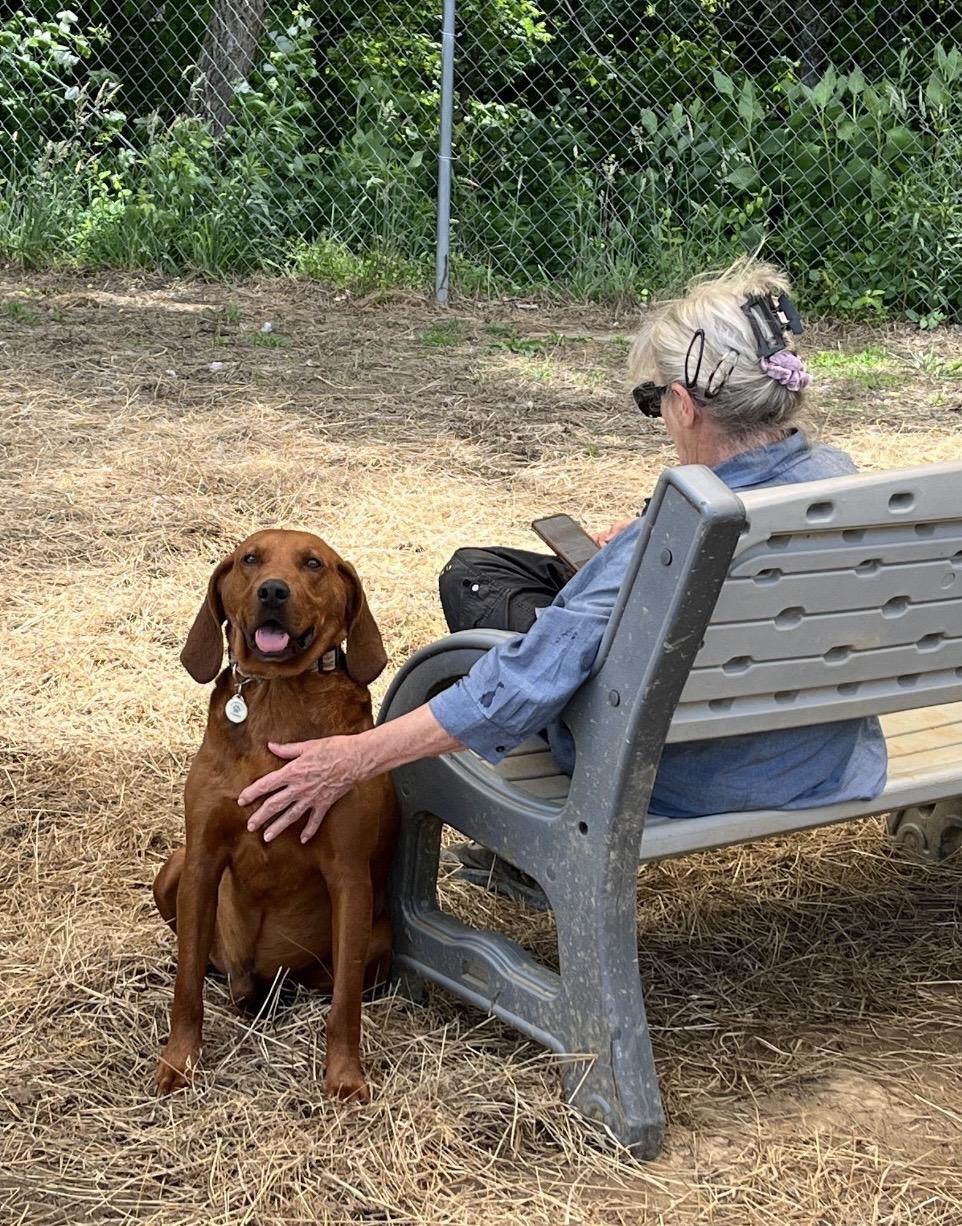 Enlarge Hot Cheeto, an adoptable mixed breed in Marshall, NC image 6/6