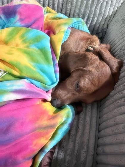 Hot Cheeto, an adoptable mixed breed in Marshall, NC image 4/6