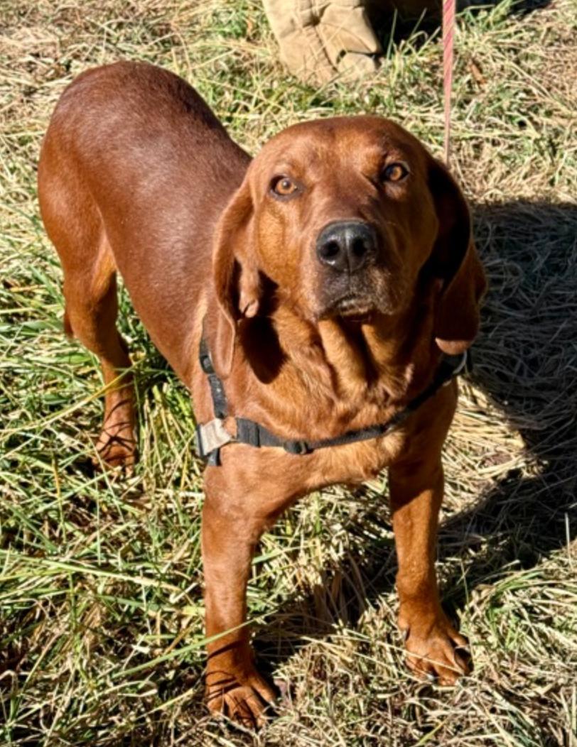 Hot Cheeto, a ADOPTABLE mixed breed in Marshall, NC image 1/2
