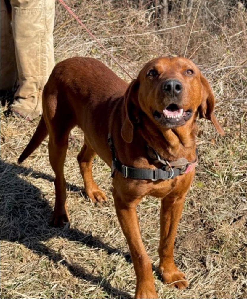 Hot Cheeto, a ADOPTABLE mixed breed in Marshall, NC image 2/2