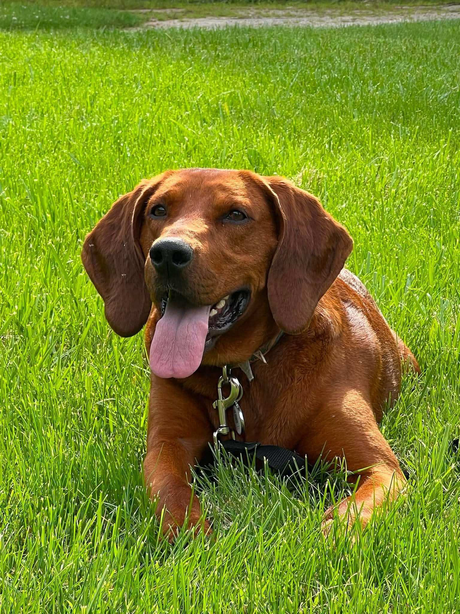 Hot Cheeto, adoptable, Adult Male Hound.