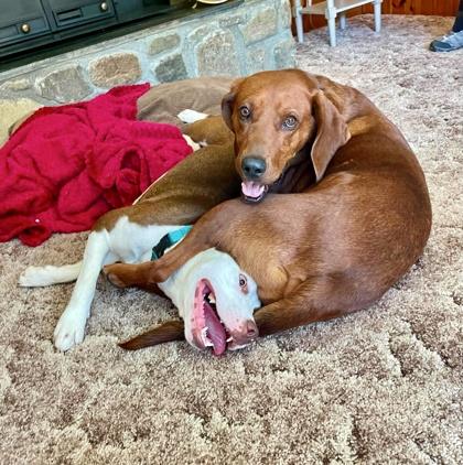 Hot Cheeto, an adoptable mixed breed in Marshall, NC image 2/6