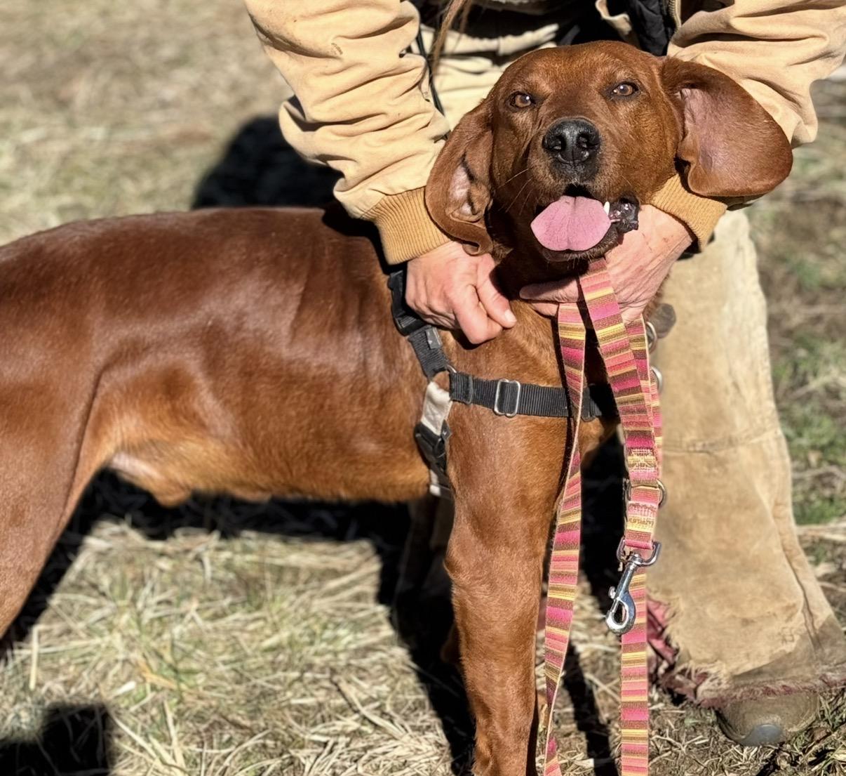 Hot Cheeto, adoptable, Adult Male Hound.