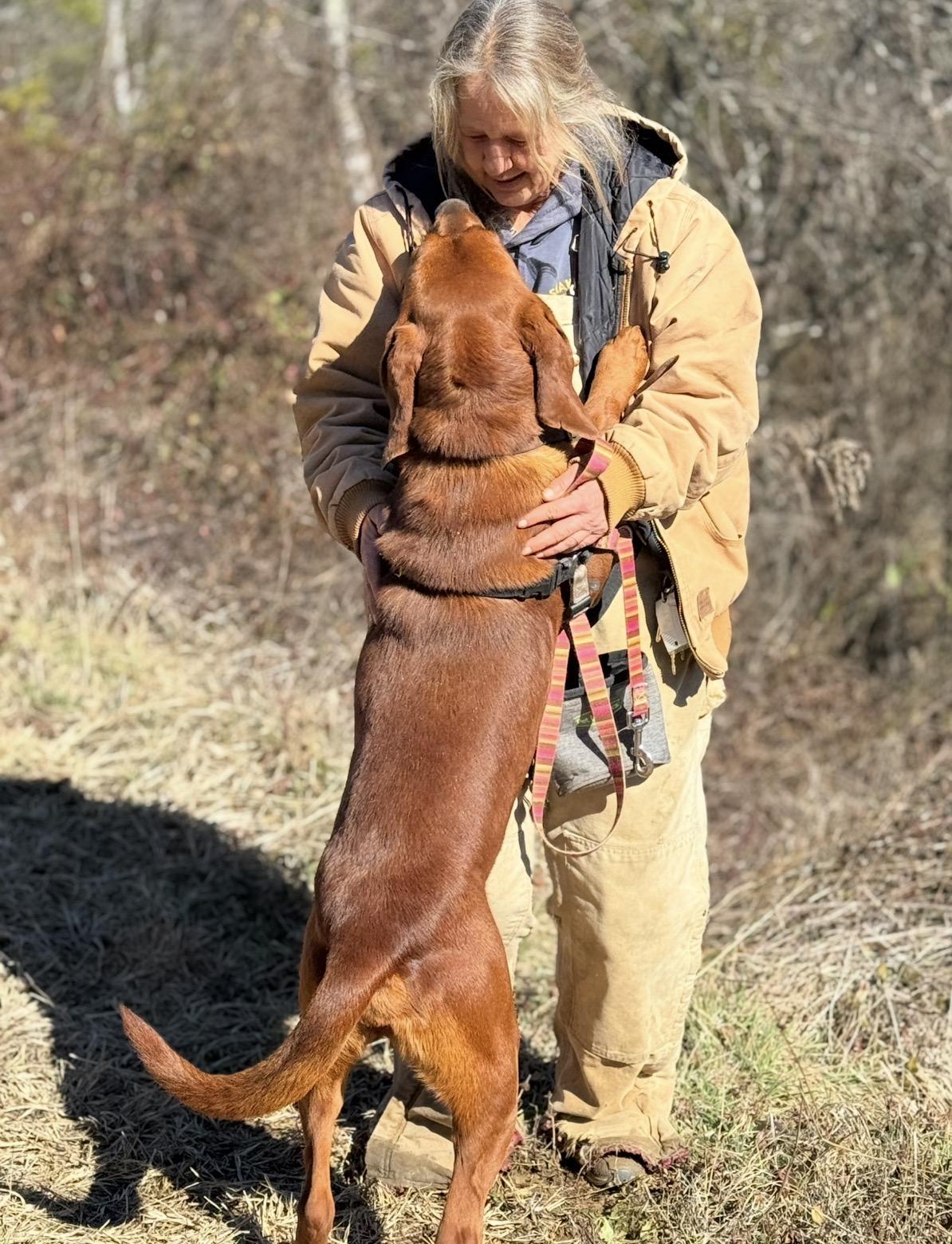Enlarge Hot Cheeto, an adoptable mixed breed in Marshall, NC image 5/6