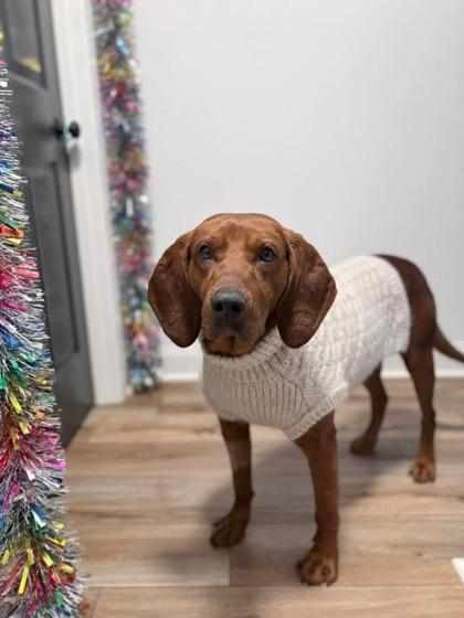 Hot Cheeto, an adoptable mixed breed in Marshall, NC image 5/6