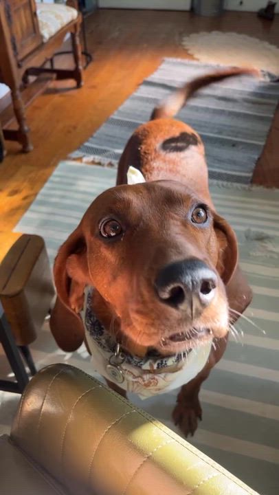 Enlarge Hot Cheeto, an adoptable mixed breed in Marshall, NC video 3/6