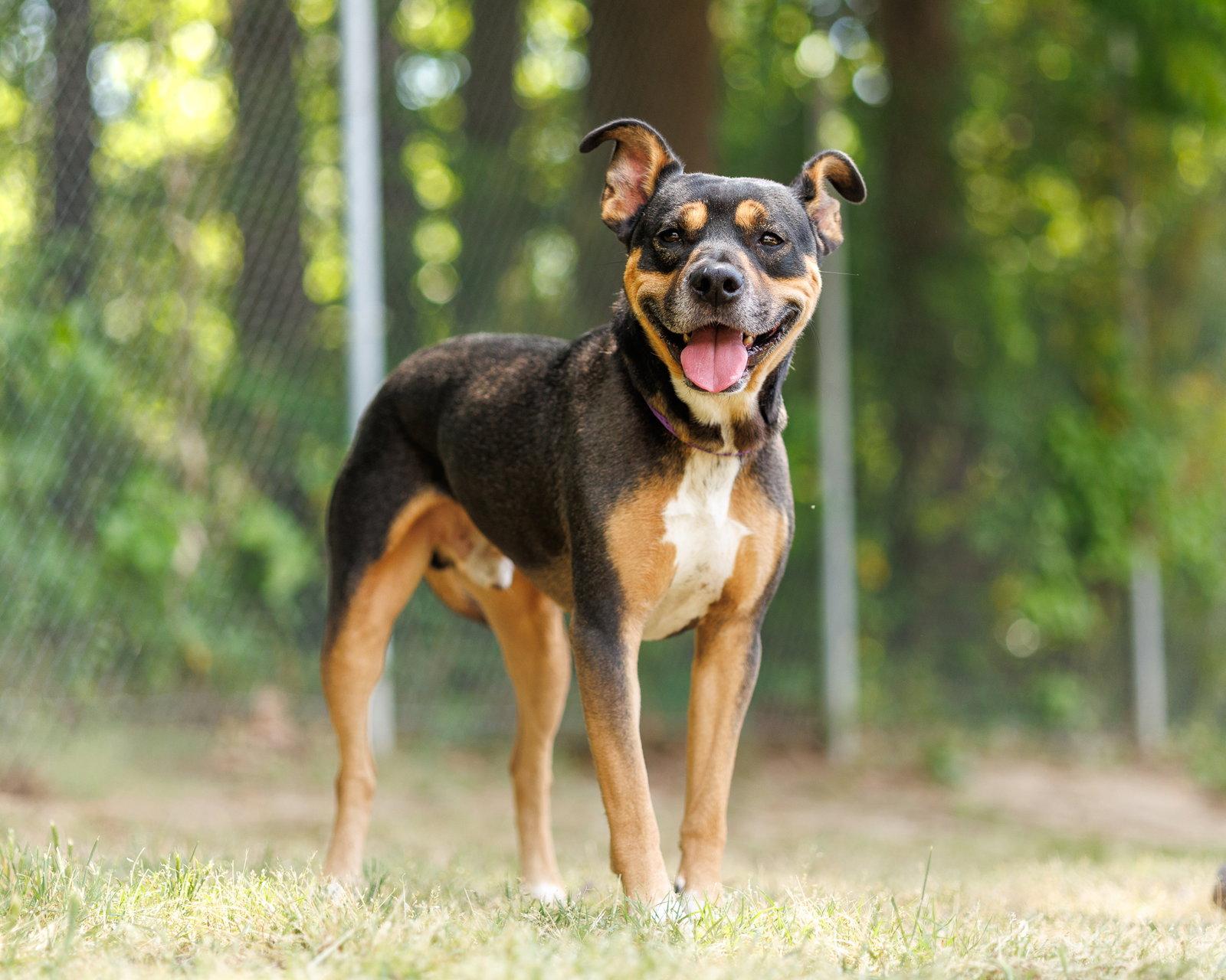 Drum Major, Adoptable, Adult Male Mixed Breed.
