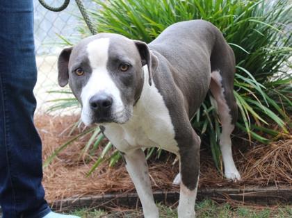 Gabe, Adoptable, Adult Male American Bulldog & Mixed Breed.