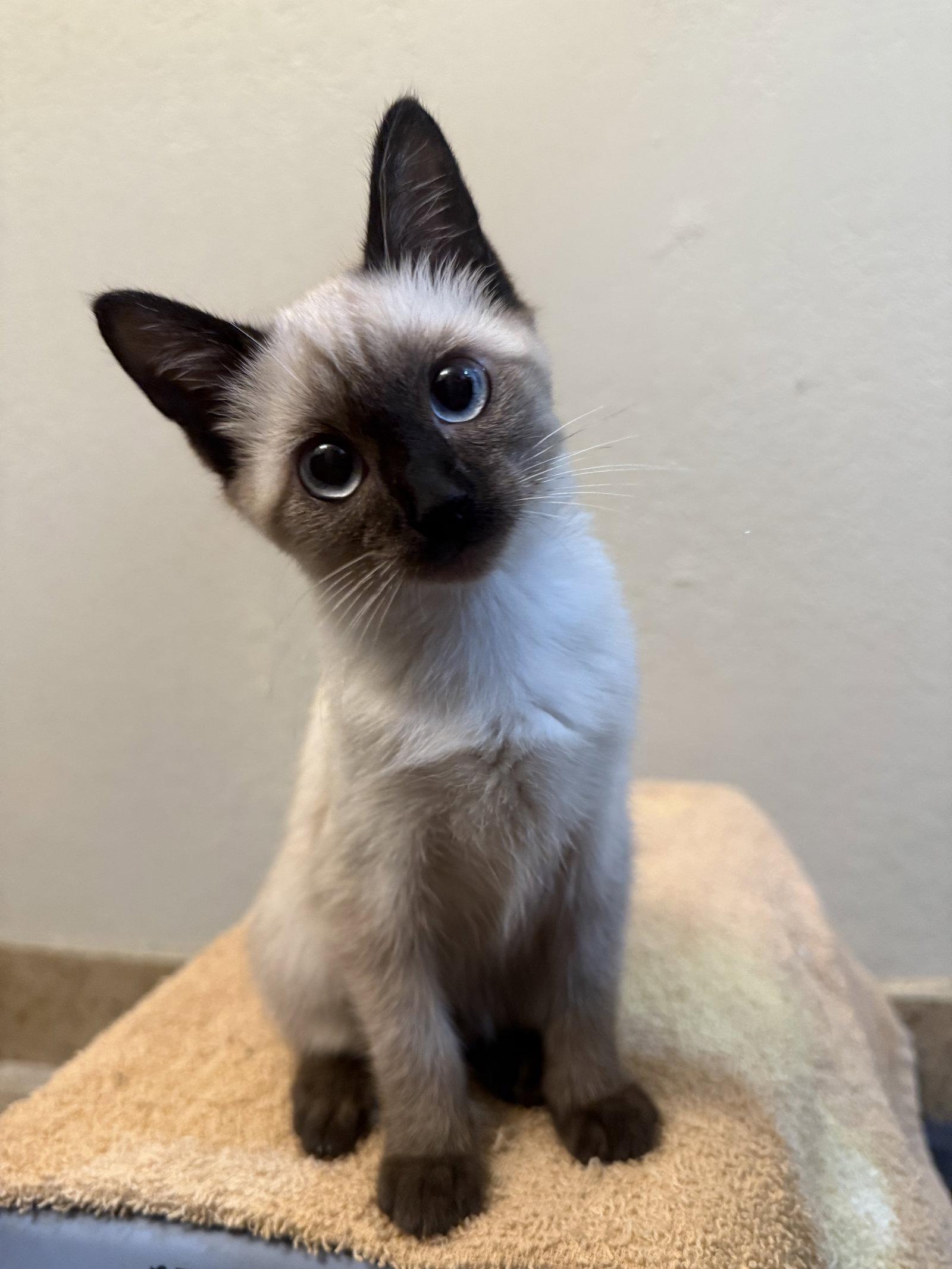 Enlarge Bitty, a Adopted Siamese in Fort Collins, CO image 1/3