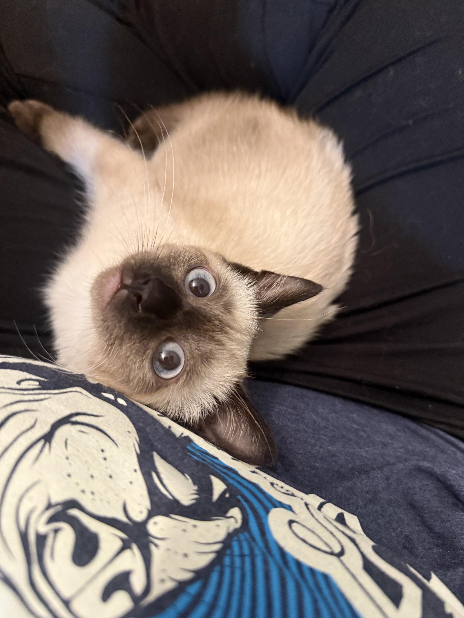 Enlarge Bitty, a Adopted Siamese in Fort Collins, CO image 2/3