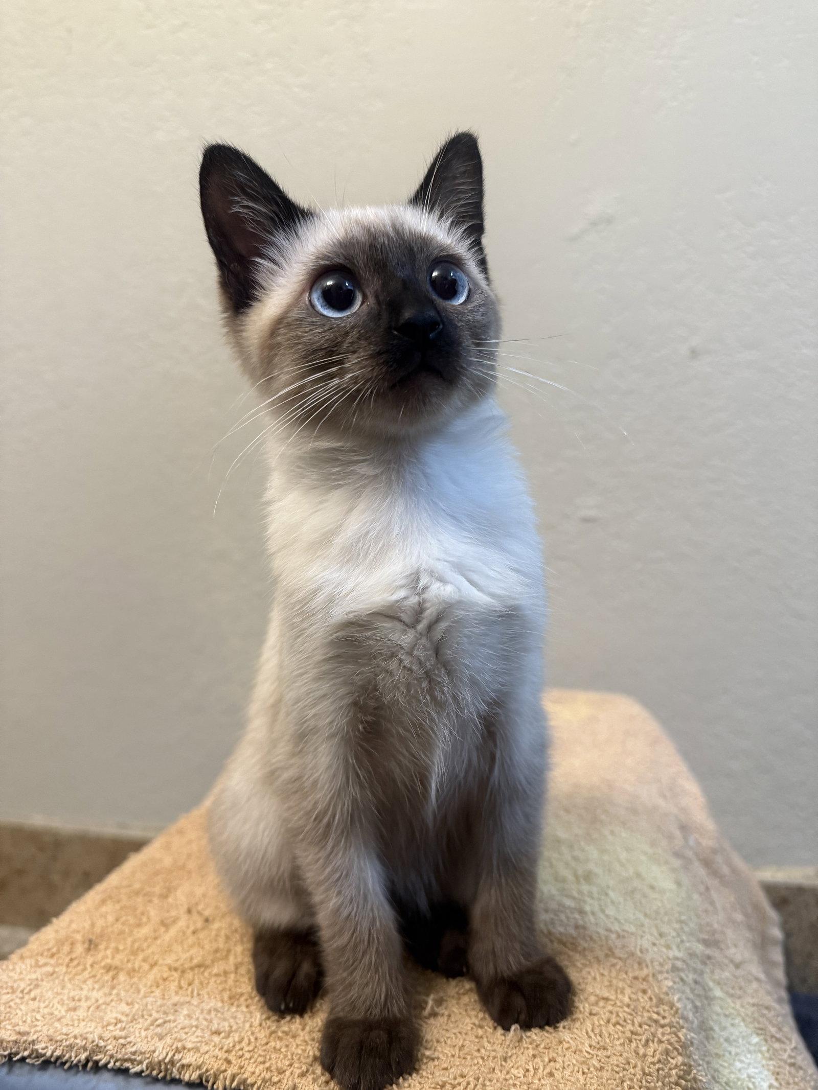 Enlarge Bitty, a Adopted Siamese in Fort Collins, CO image 3/3