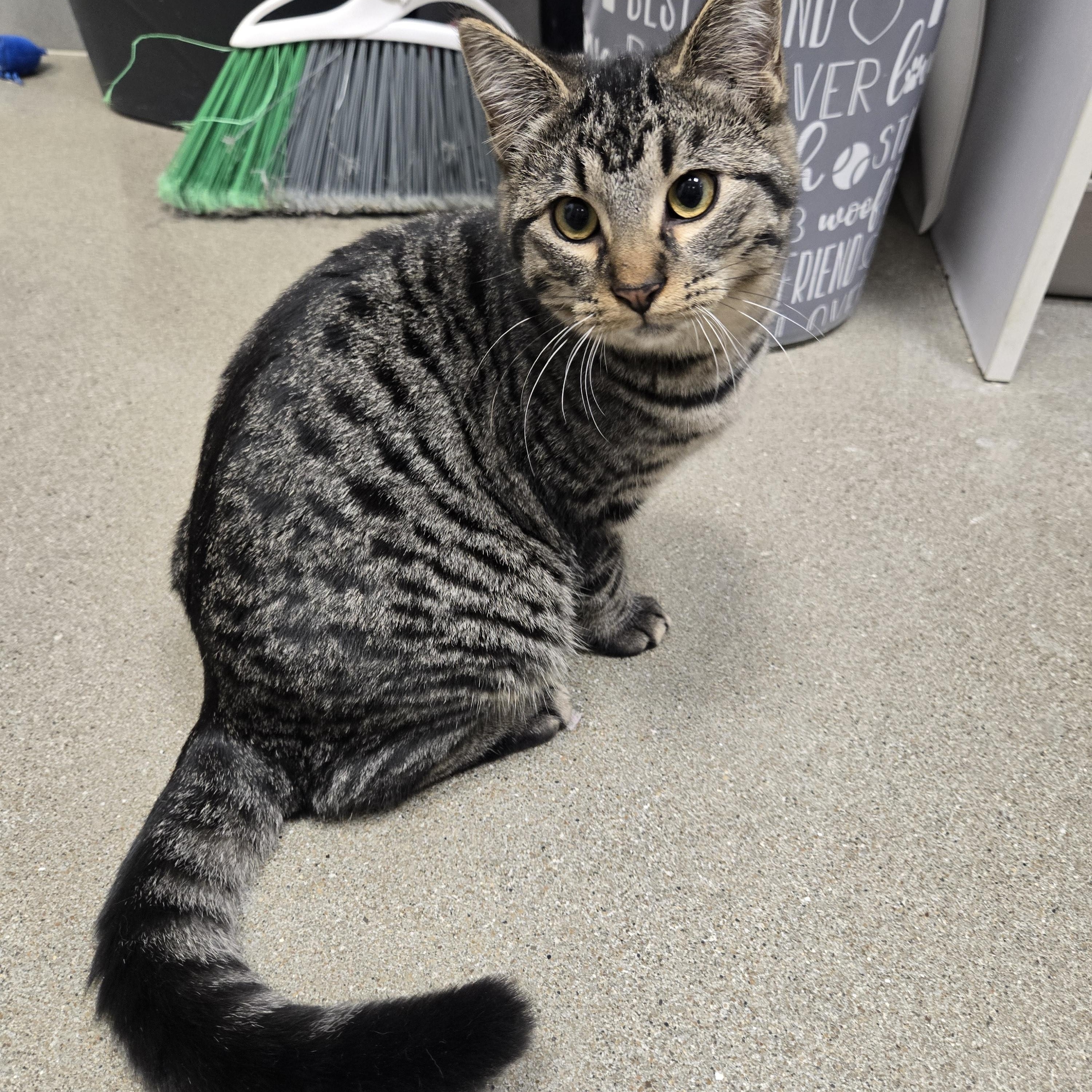 Dim Sum, a Adoptable Domestic Short Hair in Sedalia, MO image 5/5